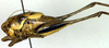 CollectionObject 1500478; 28954a4b-2645-4274-ae34-4edfad70430f: male, lateral view (holotype). (CollectionObject).