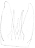 Pygofer, ventral view: Stylus, ventral view. (Observation).