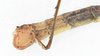 CollectionObject 1582872; 592c7047-4097-4eaf-b33b-89f5760b3910: male, terminalia lateral view (paratype). (CollectionObject).