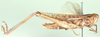 Cataloipus oberthuri oberthuri (Bolívar, 1890): as Cataloipus eximius. lateral view. (Otu).