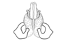 Eurotettix monnei Pujol-Luz, Alves Dos Santos & Guerra, 2001: Fig. 9R. distal portion of aedeagus, ventral view. (Otu).