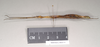 CollectionObject 1562685; a3ff7401-7614-4afe-9c29-41aa032259b4: copyright Natural History Museum, London. female, lateral view (paratype). (CollectionObject).;CollectionObject 1562686; f32ddbbd-4c7b-4867-a04f-7a617b041ec1: copyright Natural History Museum, London. female, lateral view (paratype). (CollectionObject).