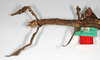 CollectionObject 1561532; c4f6dfcd-dad5-4c04-98d9-b5ed3ca83042: copyright ZMB, Berlin. female: head and thorax, lateral view of Haplopus eucnemis (holotype). (CollectionObject).