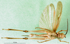 CollectionObject 1501315; 031c7b33-85fd-41d7-86b1-ce4668ad8c46: male, ventral view (syntype). (CollectionObject).