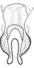 Connective on Drabescus evansi Zhang & Webb, 1996: Connective, ventral view. (Observation).
