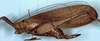 Pezochiton grandis Beier, 1960: female, lateral view (paratype). (Otu).