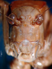 CollectionObject 1500584; 16f21c47-3291-4ec1-a0db-b944c50caf0f, DORSA BTplasemHTF: female frons (holotype). (CollectionObject).