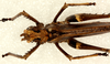 CollectionObject 1544656; e7dff819-f0b1-4d44-a3e8-603d77506e57: male, dorsal view. (CollectionObject).