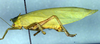 CollectionObject 1500358; 882688cc-4ebc-48a3-9519-d9406fbfcfc9, DORSA BTlioaduS01: male, lateral view (syntype). (CollectionObject).
