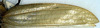 CollectionObject 1516960; bc773404-1548-43aa-8df4-4c257ea24162: female right tegmen (holotype). (CollectionObject).