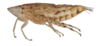 Habitus, lateral view: !! display not done !! on Cumora (Cumora) Oman, 1938: n.sp. AR 1: (Observation).