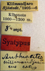 CollectionObject 1502149; 86f71904-2300-40d8-9a46-0ae9ce868b3f: labels (syntype of Anthracites kilimandjaricus). (CollectionObject).