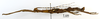 CollectionObject 1560967; e8ff3e6f-a972-4538-b797-5d6d921b51b2: copyright MNHN, Paris. male, lateral view (lectotype). (CollectionObject).