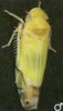 Habitus, dorsal view: !! display not done !! on Eurhadina (Eurhadina) pulchella (Fallén, 1806): Habitus (male). (Observation).