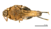 CollectionObject 1478052; 72ac2897-43b6-4724-9289-2e01dc1644e7: female, ventral view (holotype). (CollectionObject).