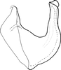 Aedeagus, lateral view: !! display not done !! on Isaca bipars Walker, 1857: Aedeagus, lateral view. (Observation).