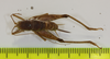 CollectionObject 1583438; 4d8afb56-6d08-46ed-b5db-3882ac1c8803: female, dorsal view (paratype). (CollectionObject).