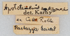 CollectionObject 1532955; edde4113-bad5-47b9-a074-ba435ccd2946: labels. (CollectionObject).