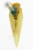 Habitus, dorsal view on Anormenis tortricina (Germar, 1821): (Observation).