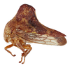 Habitus, lateral view: !! display not done !! on Telamona calva Ball, 1933: (Observation).
