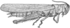 Schistocerca nitens nitens (Thunberg, 1815): Pg. 441, Fig. 35 after type as S. malachitica. female, lateral view (body length 54.5, pronotum 11, tegmen 50 mm). (Otu).