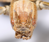 CollectionObject 1591392; 7d78fac1-fa80-45ea-815a-c34b7173b32e: copyright ISAS Yunan. female head, showing antennal structure (holotype). (CollectionObject).