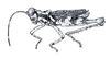 Ananotacris abditicolor Descamps, 1978: Fig. 85. Male, habitus. (Otu).