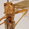 CollectionObject 1534635; b871045d-3acb-4217-ae93-fd93005a1654: male face (holotype). (CollectionObject).