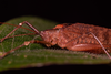 CollectionObject 2243886; 63fe6811-9d9f-4f31-a1dc-5ceab33018d0: close-up of head and pronotum (male). (CollectionObject).