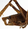 CollectionObject 1529605; 724b6fce-b214-429b-9e3e-574f423262d6: male cerci (syntype). (CollectionObject).