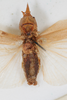 CollectionObject 1505689; 5dfb6dee-135d-4e8b-879a-ba453785f1e5: male, ventral view (syntype). (CollectionObject).
