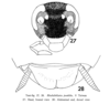 Rhabdoblatta punkiko Asahina, 1967: Rhabdoblatta punkiko, female. (Otu).