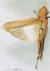 CollectionObject 1507069; c148751f-5ae6-42bf-a0cd-2bf2571b8047: female, dorsal view (holotype of Rapsilla testacea). (CollectionObject).