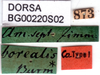 labels (syntype of Gryllotalpa borealis). Depicts CollectionObject 1594828; e9409af0-e0a8-4b2b-98b6-0b881e77a3c8, a CollectionObject.