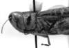CollectionObject 1533635; 10ac4db0-5714-413a-bb35-62b53017faed: Image Carbonell, C.S. male head and pronotum, lateral view (holotype of Plectrotettix conspersus). (CollectionObject).