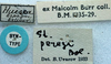 CollectionObject 1520667; 5c8169d8-1f94-42a8-9aaf-9625930a9f90: labels (paralectotype). (CollectionObject).