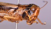 CollectionObject 1590328; caace201-8fec-4e6d-808d-6dd99f3c2105: female, head and thorax lateral view (not a type). (CollectionObject).