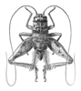 Gryllomorpha (Gryllomorpha) brevicauda brevicauda Bolívar, 1914: Fig. 349. male habitus, dorsal view. (Otu).