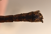 CollectionObject 1561351; 5bb91549-42e0-493b-ad8a-35ec29170b34: copyright UMO. male: end of abdomen, ventral view (holotype). (CollectionObject).