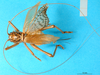 CollectionObject 1578130; b792f22b-b223-4917-91cf-0ee33312696c: female, dorsal view. (CollectionObject).