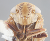 Head: !! display not done !! on Acinopterus angulatus Lawson, 1922: Head. (Observation).