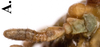 CollectionObject 1582865; Depo SF.DepoID 3769, Coll. RC 16-128, db33c123-fb4a-4fa2-aac7-a5b1a7942d21: copyright Royce Cumming. female, antenna (paratype). (CollectionObject).