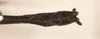 CollectionObject 1560597; fab6d130-aa08-4e22-84f4-e61b5efd3ef2: copyright OUMNH. male: end of abdomen, dorsal view of Phasma (Necroscia) filum (holotype). (CollectionObject).