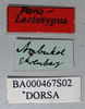 CollectionObject 1501889; 2991bad9-ba7f-4cc5-a94e-8163792bdb43: male, labels (paralectotype). (CollectionObject).