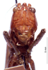 CollectionObject 1522100; 28a599d8-463f-4761-827f-6813b80e2278: female, frontal view (holotype). (CollectionObject).