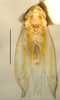 Habitus, dorsal view on Erythridula minuta (Johnson, 1935): Habitus (holotype of E. garretsoni Hepner, INHS collection). (Observation).