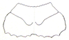 Lathicerus cimex Saussure, 1888: Fig. 16. female pronotum. (Otu).