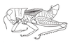 Baeacris talamancensis Rowell & Carbonell, 1977: Fig. 1. male habitus. (Otu).