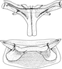 Abdomen, sternal apodemes, ventral view on Ederranus discolor (Sahlberg, 1871): Abdomen, sternal apodemes, ventral view (male). (Observation).