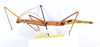 CollectionObject 1563197; 5c7ea216-d2ca-4a2e-be4e-2c262a27d041: copyright ANSP. female, ventral view (paratype). (CollectionObject).